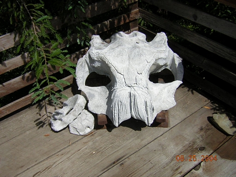 Baby Whale Skull